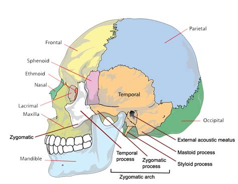 The bones that form the top and sides of the brain case are usually referred to as the flat bones of the skull. The Bones of the Skull | Human Anatomy and Physiology Lab ...