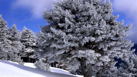 Wallpaper Trees Landscape Forest Nature Sky Snow Winter Clouds