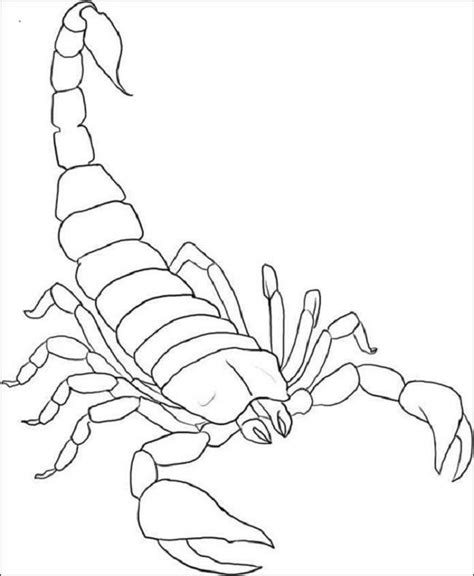 Lovely Scorpion Coloring Pages To Print Scorpio Art Drawings Animal
