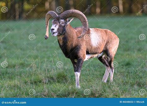 Mouflon стоковое изображение изображение насчитывающей падение 46048653