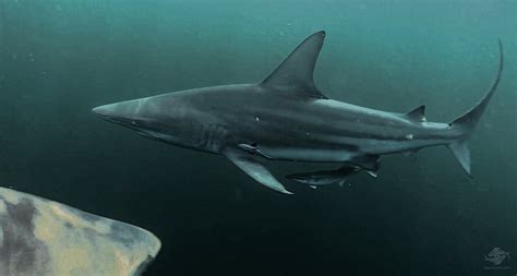 Blacktip Sharks Facts And Photographs Seaunseen