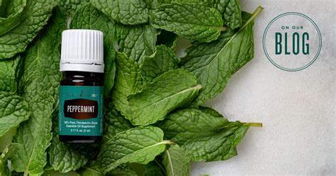 Young living therapeutic grade™ peppermint essential oil (mentha piperita). 20 Pepperpint Oil Uses | Young Living Blog