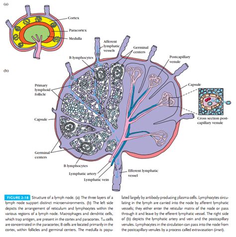 Secondary Lymphoid Organs Immunology System