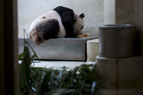 Oldest Giant Panda In Captivity Jia Jia About To Break Guinness World