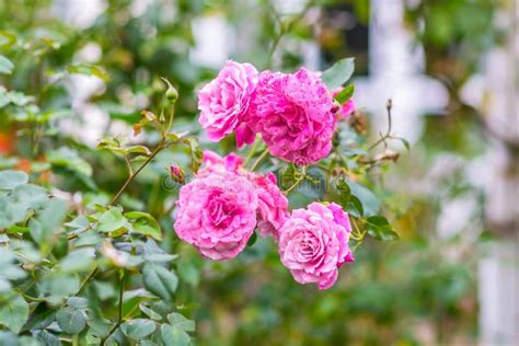 The Pink Fairy Rose Flower In Autumn Stock Photo Image Of Miniature