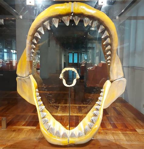 Megalodon Giant Shark Tooth Fossil Discovered In Maribojoc Bohol