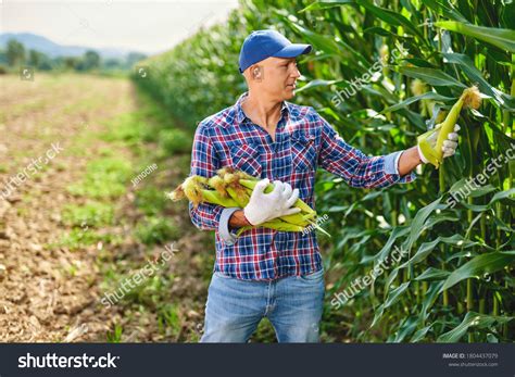 Man Farmer Crop Maize Stock Photo 1804437079 Shutterstock