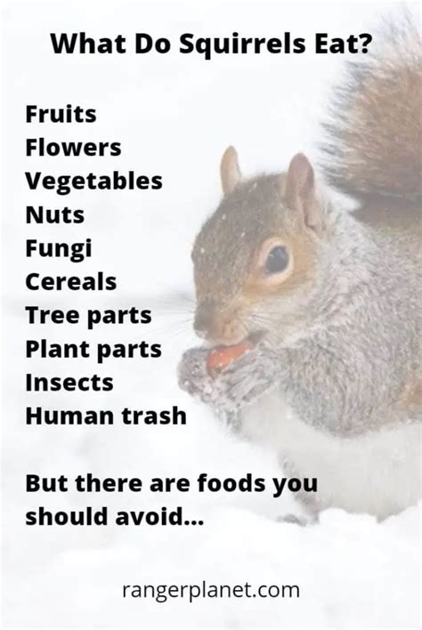 What Do Squirrels Eat The Complete List Of Squirrel Foods