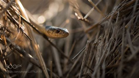 Snake In The Hay By Pjayy Snake Pumpkin Farm Wonder