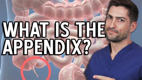 Why Does The Appendix Burst And What Is The Appendix Anyway Youtube