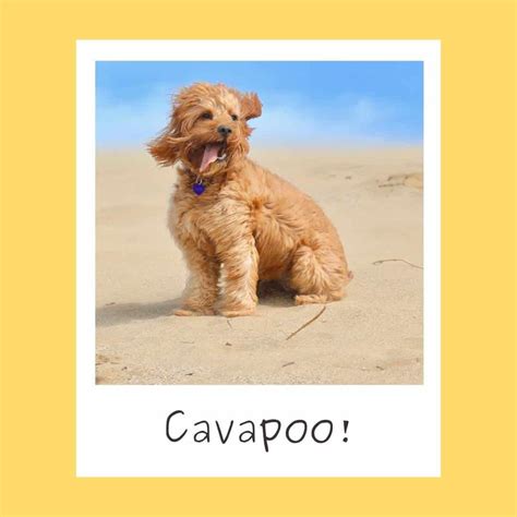 153 Best Cavapoo Names Actually Good Dog Names Oodle Life