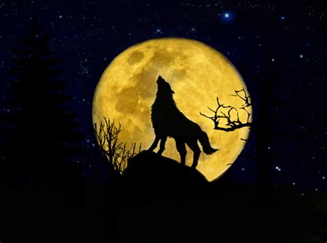Photoshop Edits Wolf Howling At The Moon By Avon Pereira On Dribbble