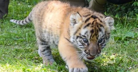 Get A Closer Look At Fluffy Fierce Beast Baby Tiger Unveiled At