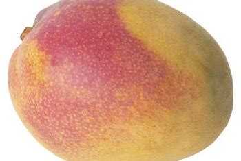 Maybe you would like to learn more about one of these? Mango Trees: What Low Temperatures Can They Handle? | Home ...