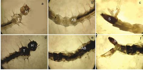 Morphological Changes Of A Aegypti Larvae Treated With Crude Hexane