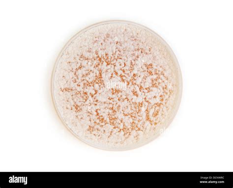 Fungi On Agar Plate Stock Photo Alamy