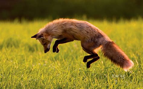 Canadian Red Fox Bing Hd Wallpaper Peakpx