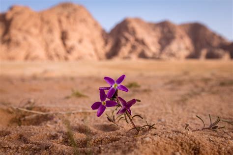 Saudi Arabia The Amazing Images Of The Desert In Bloom
