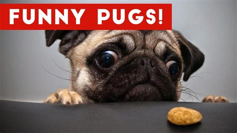The Funniest And Cutest Pug Home Videos Weekly Compilation Funny Pet Videos Youtube