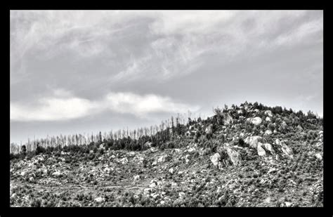 Dead Tree Skyline Hdr By Godsgimp On Deviantart