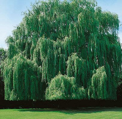 Bioaccessibility of nutraceuticals from willow bark (salix alba, s. Weeping Willow, Salix alba 'Tristis' | Ryeland