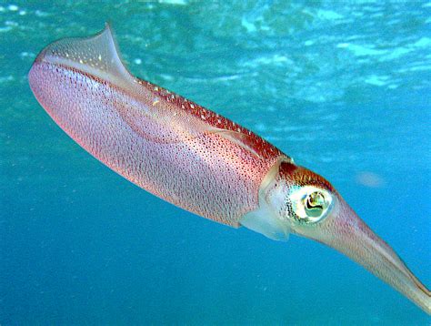 Filecaribbean Reef Squid Wikipedia