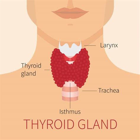 Thyroid And Weight Loss Can Thyroid Problems Promote Weight Loss