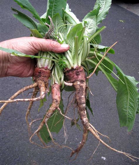 Evening Primrose Root Wild Food Foraging Edible Plants Plants