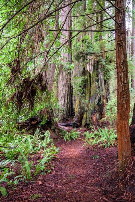 Pacific Northwest Forest Trail Stock Image Image Of State Washington