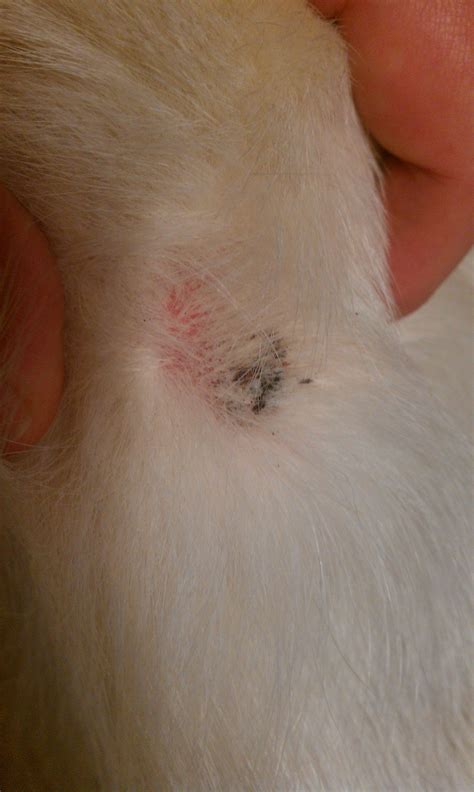 Little Brown Scabs On Dogs