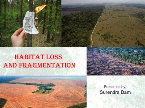 Habitat Loss And Fragmentation