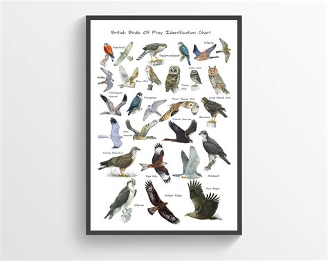 British Birds Of Prey Identification Chart Wildlife Poster A5 Etsy Uk