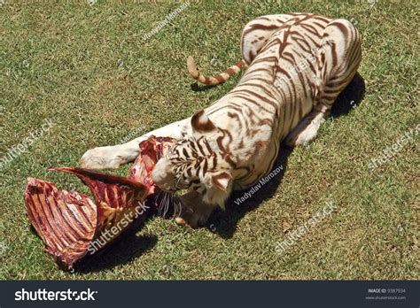 White Bengal Tiger Eating Meat On Stock Photo 9387934