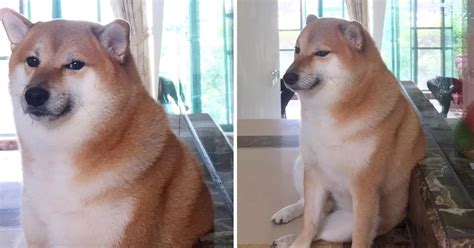 Murió ‘cheems’ El Perro Meme La Triste Despedida De Sus Dueños En Instagram Infobae