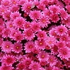 [48+] Beautiful Flowers Wallpapers Free Download | WallpaperSafari.com