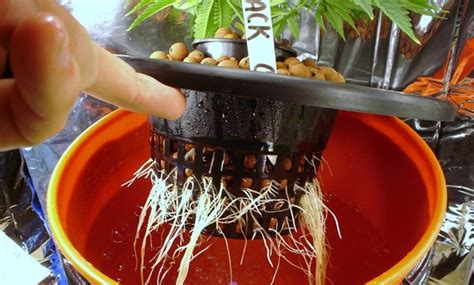 How To Grow Cannabis Indoor Hydroponic Earthly Herbs