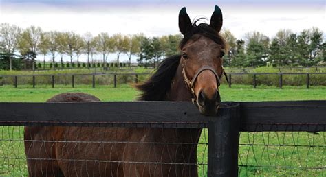 Best Wire Fencing For Horses Types Benefits Tips Etc Horse Rookie
