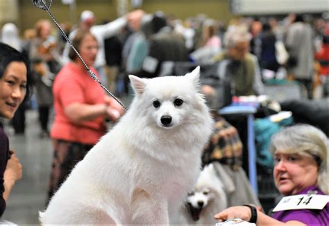 Pitbull puppies with different colors now available for sale. Photos: 2018 Seattle Kennel Club Dog Show | Seattle, WA Patch