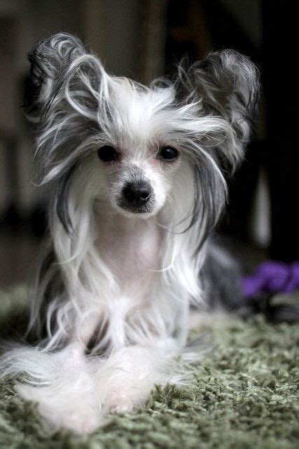 Handsome Dogs For You In These Trying Times Chinese Crested Dog