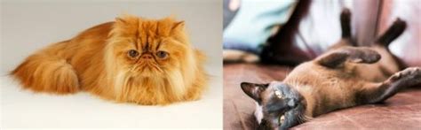 Persian Vs Burmese Breed Comparison Mycatbreeds