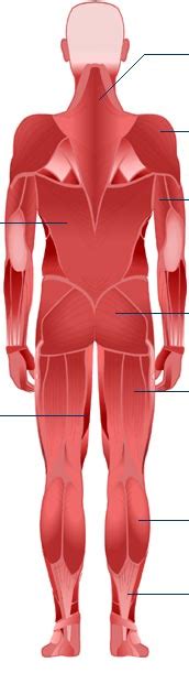Human muscle system, the muscles of the human body that work the skeletal system, that are under voluntary control, and that are concerned with movement, posture, and balance. muscles_back_middle | Fortis Academy
