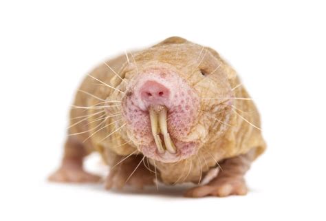 Cancer Why Naked Mole Rats Are Immune
