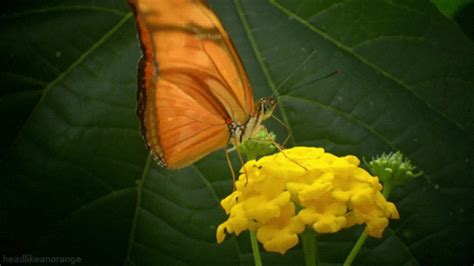 Kingdom Of Plants Butterfly  By Head Like An Orange Find And Share