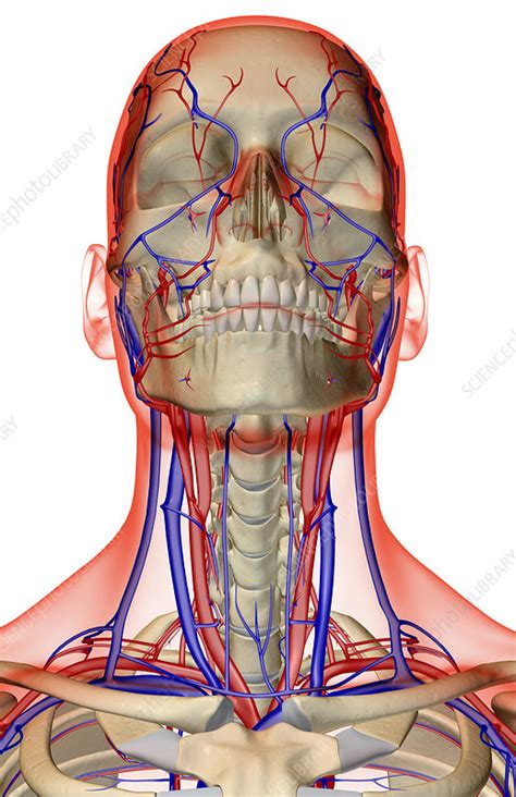 The Blood Supply Of The Head Neck And Face Stock Image F Science Photo Library