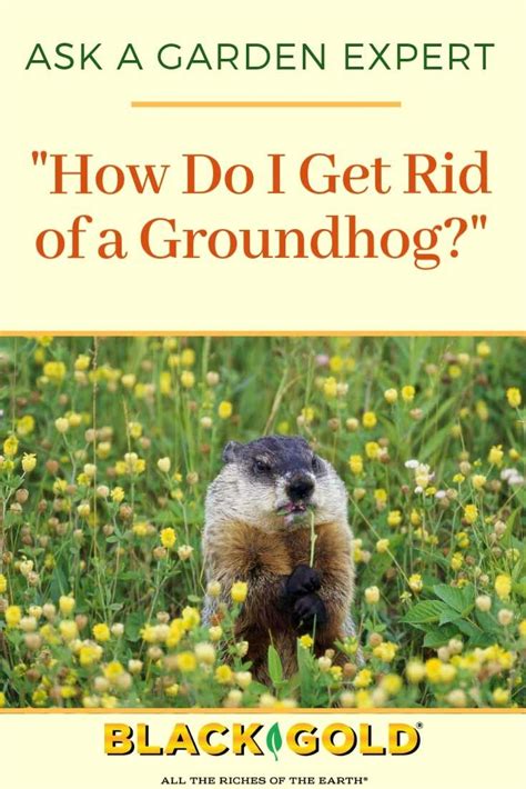 How Do I Get Rid Of A Groundhog Get Rid Of Groundhogs Groundhog
