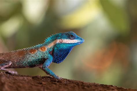 55 Most Colorful Lizards In The World 2022
