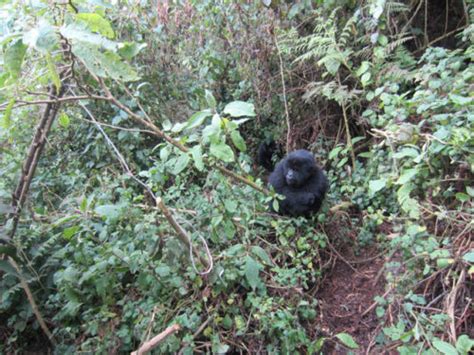 Young Mountain Gorillas Destroy Poachers Snares Africa Geographic