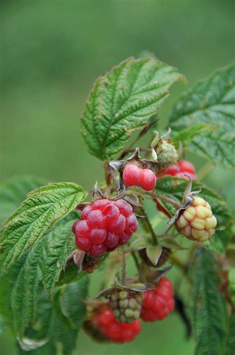 Organic Everbearing Raspberries Photograph By Bonnie Sue Rauch Fine