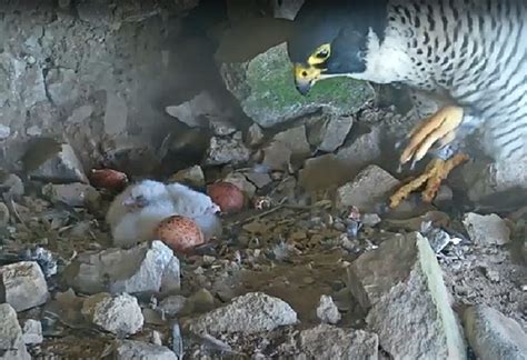 Four Peregrine Falcon Chicks Hatched To Nesting Pair On Alcatraz Island