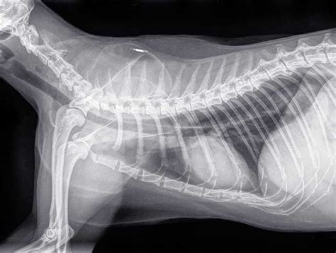 Columbus Cat Xrays Cat Radiographs